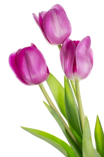 stock image Pink lonely spring tulips bush