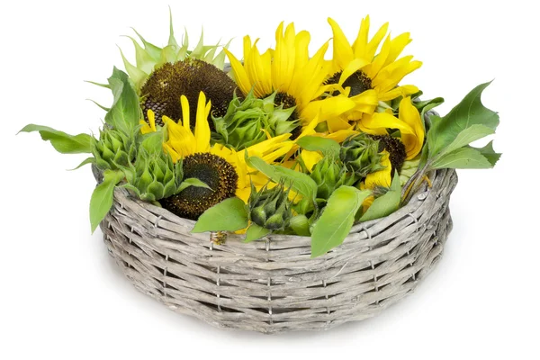 Sunflower ligger i en korg — Stockfoto