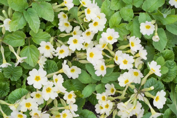 Весняні квіти фон Примули — стокове фото