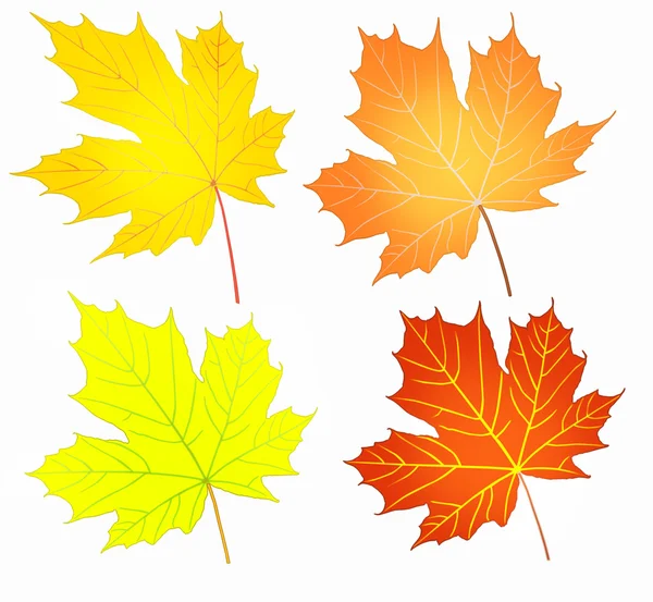 Conjunto de folhas de bordo de outono — Fotografia de Stock