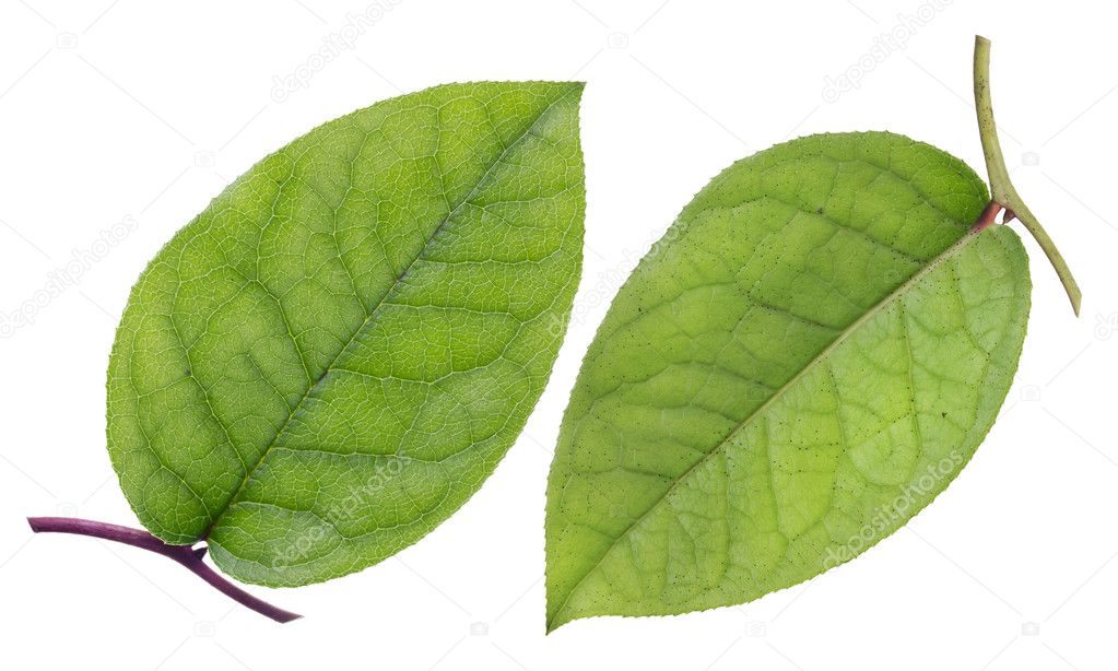 Green leaf, top and bottom