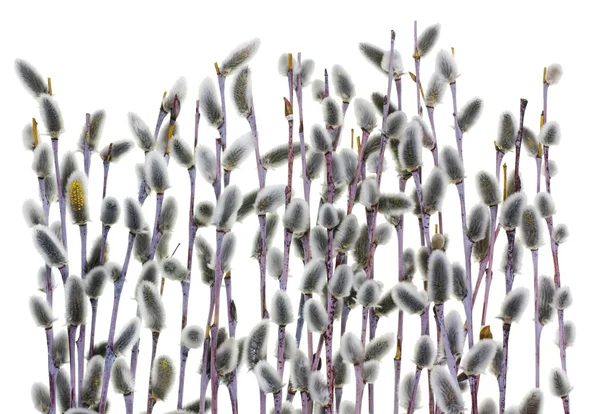 Den första våren mild grenar och knoppar — Stockfoto