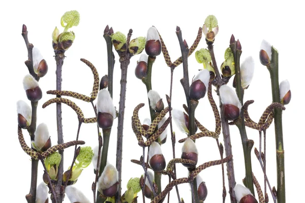 The first spring branches with d buds — Stock Photo, Image