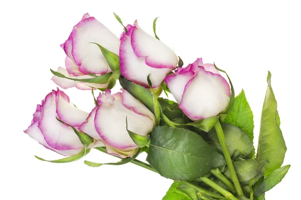 Wilting delicate pink roses single — Stock Photo, Image