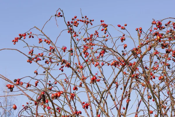 Червоні ягоди взимку — стокове фото