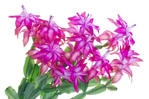 Pink idoor flowers — Stock Photo, Image