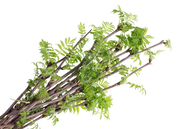 The first spring branches — Stock Photo, Image