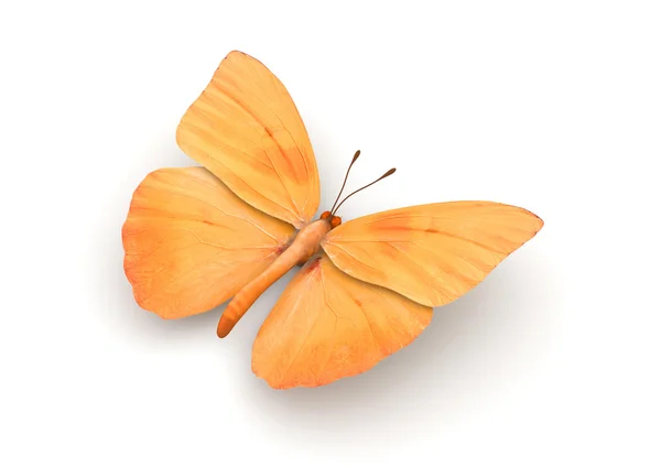 Oranssi perhonen eristetty — kuvapankkivalokuva