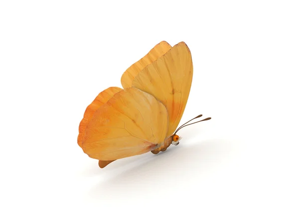 Kupu-kupu oranye terisolasi — Stok Foto