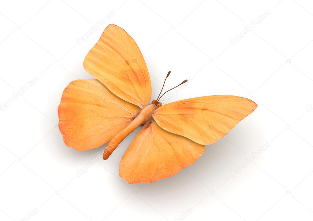 Orange Butterfly Isolated