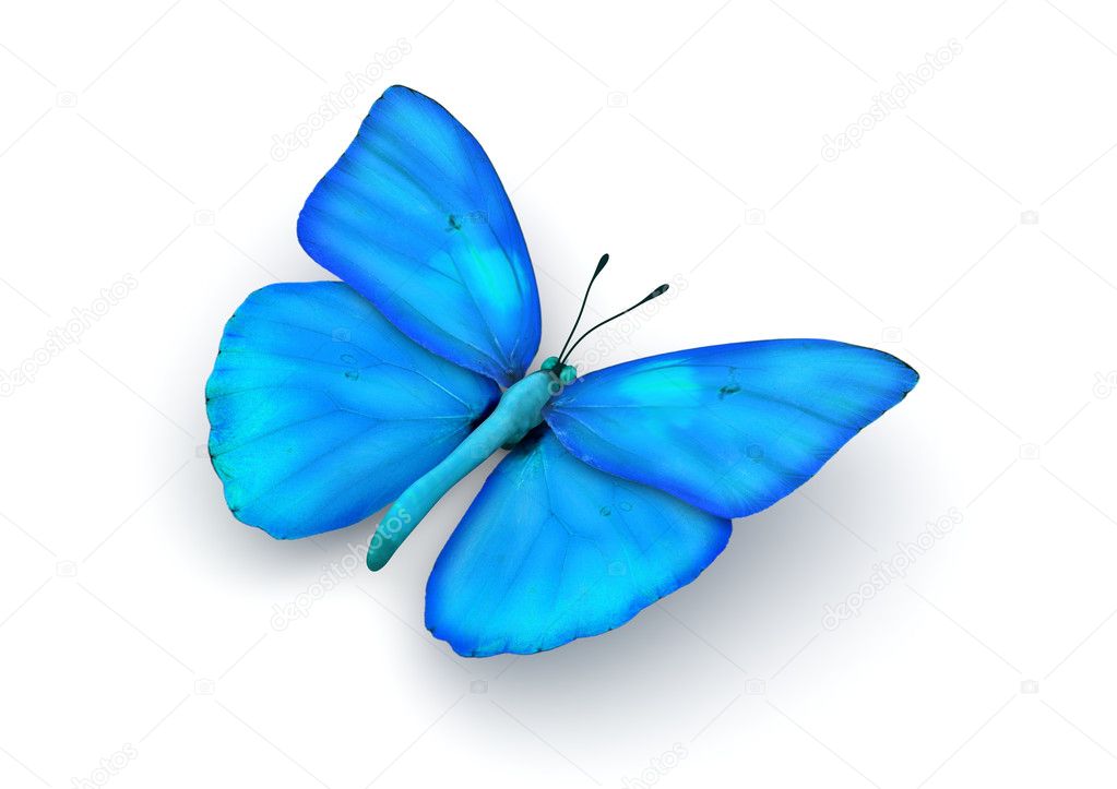Blue Butterfly Isolated