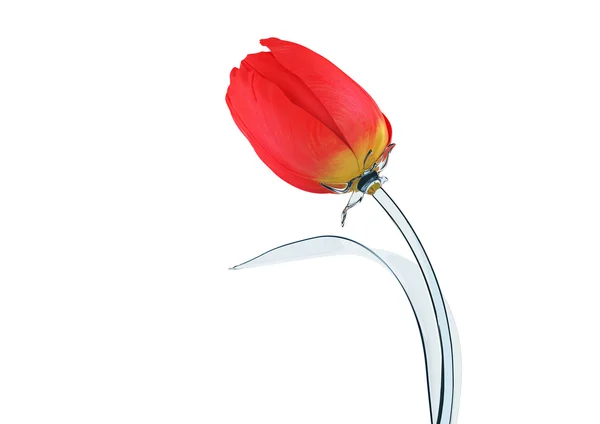 Tulipán con concepto de brote de vidrio — Foto de Stock