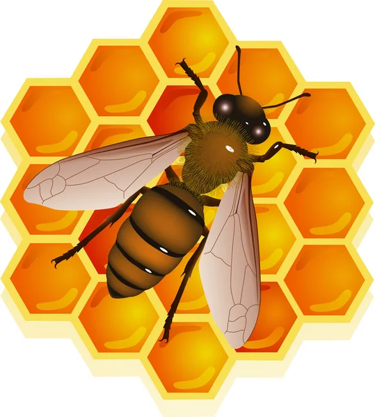 Bee med honeycomb — Stock vektor