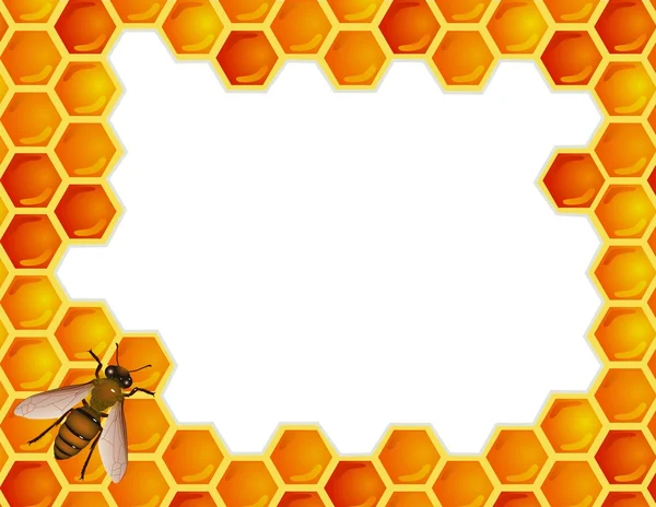 Пчела с сотовым сотом — стоковый вектор