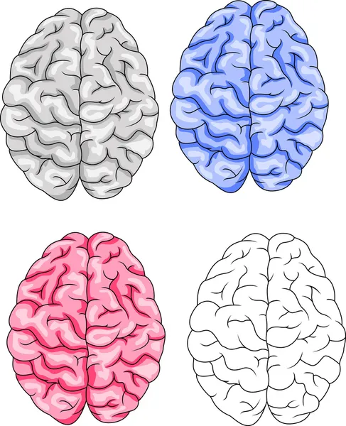 Vecteur cérébral isolé — Image vectorielle