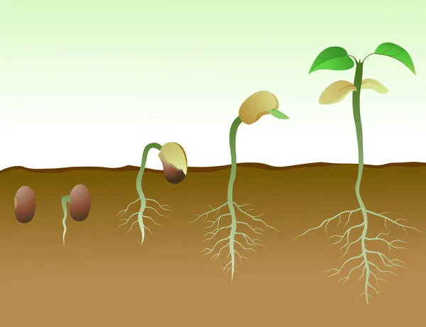 Germinación de semillas de frijol en el suelo — Vector de stock