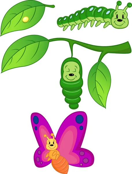 Métamorphose papillon — Image vectorielle