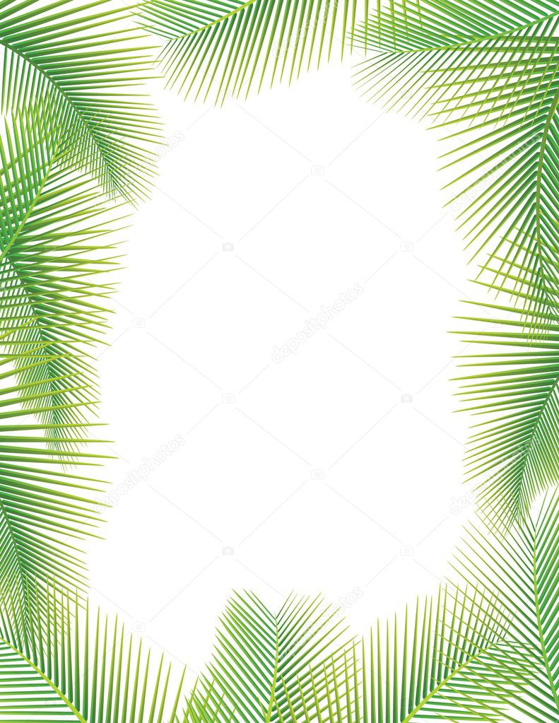 Leaves of palm tree on white