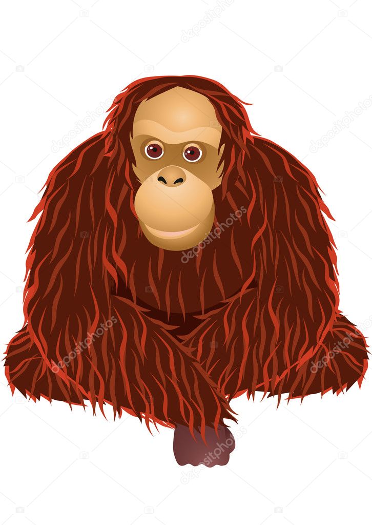 Orangutan cartoon