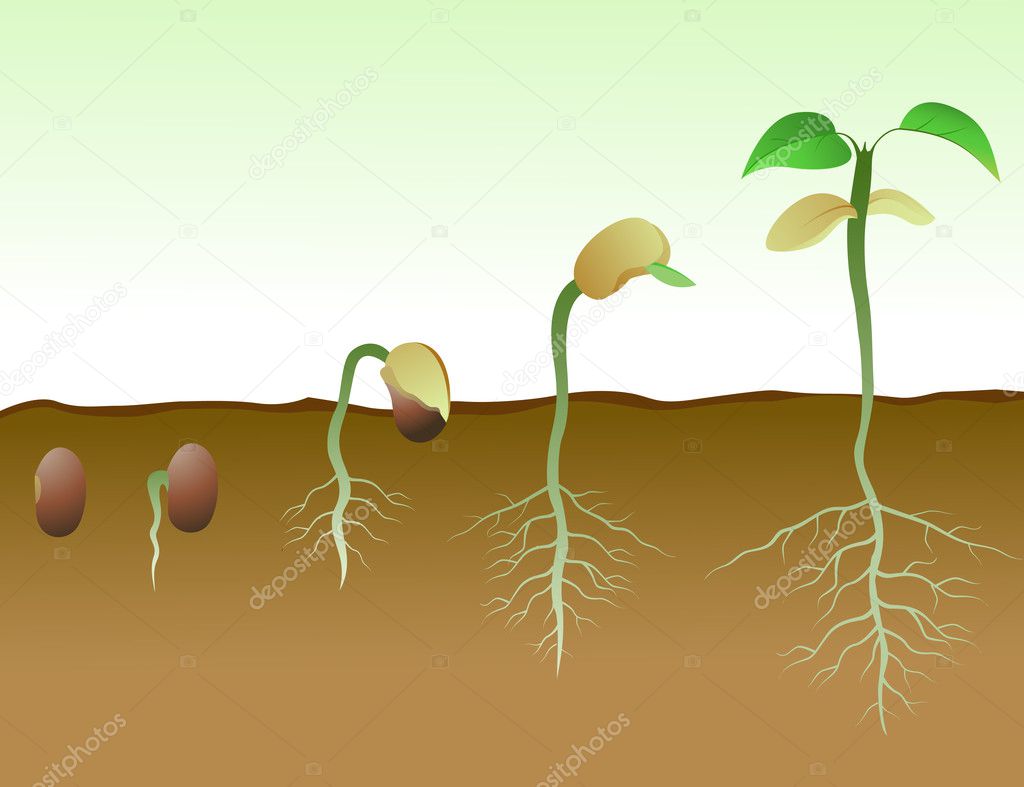 Bean Seed Germination In Soil
