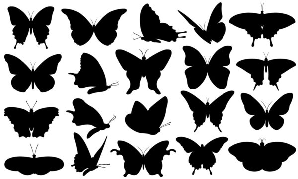 Butterflies — Stock Vector