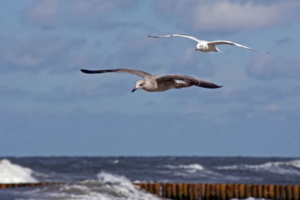 Voando duas gaivotas — Fotografia de Stock