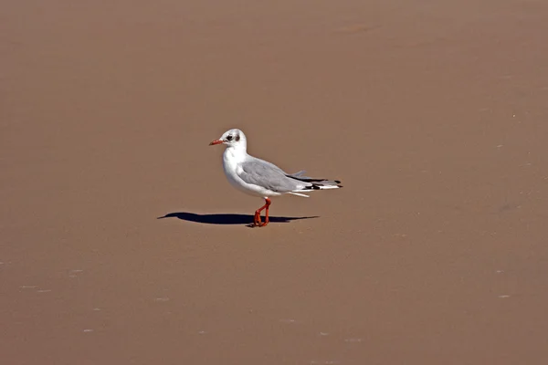 Gaivota branca na praia — Fotografia de Stock