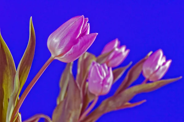 Strauß Tulpenblumen — Stockfoto