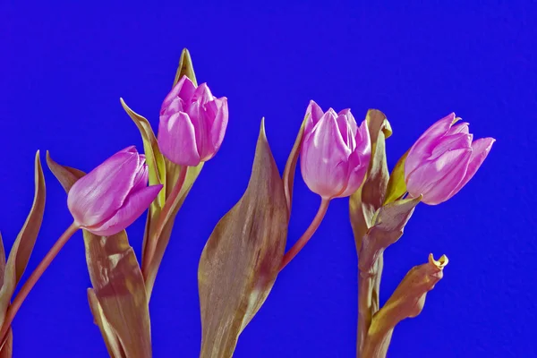 Demet Lale çiçek — Stok fotoğraf