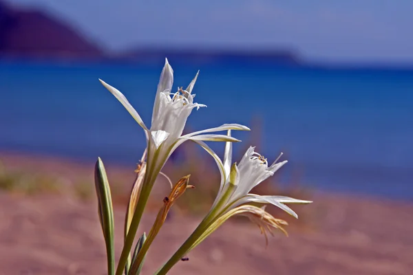 stock image African lily on beach