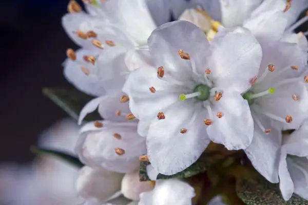 集群的白色杜鹃的花 — 图库照片