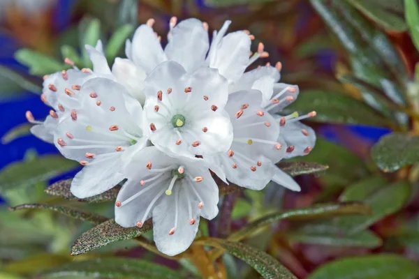Cluster of white rhododendron flowers — Stock Photo, Image