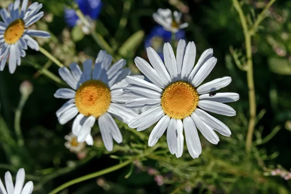 Квітка білої айстри на лузі — стокове фото
