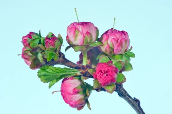 Grappe de fleurs d'amande rose — Photo