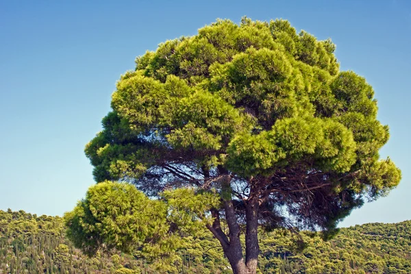 Piedra Pino y bosque en la isla de Zakynthos — Foto de Stock