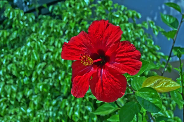 Ibišek červený na ostrově zakynthos — Stock fotografie