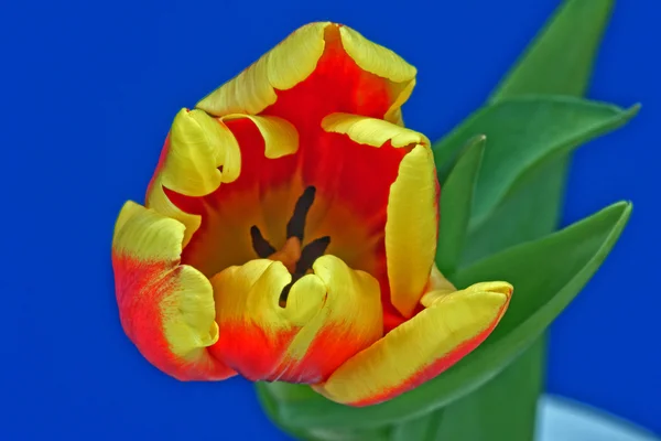 नीले पृष्ठभूमि पर ट्यूलिप फूल — स्टॉक फ़ोटो, इमेज