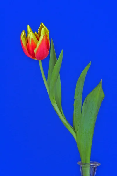 Tulip blomma på blå bakgrund — Stockfoto