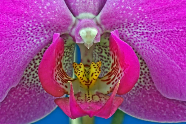 蘭の花のマクロ — ストック写真