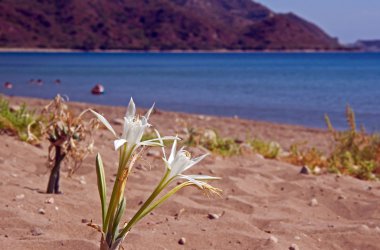 Afrika lily Beach, zakynthos Adası