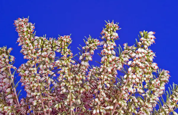 파란색과 흰색 에리카 꽃 — 스톡 사진