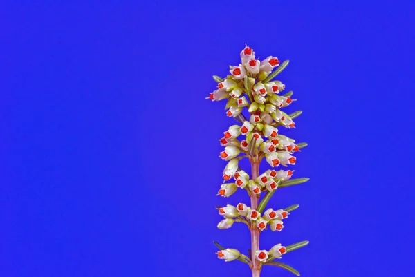 青と白のエリカ花 — ストック写真