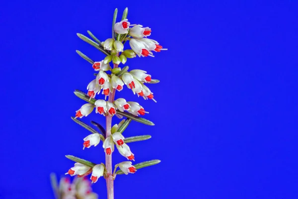 青と白のエリカ花 — ストック写真