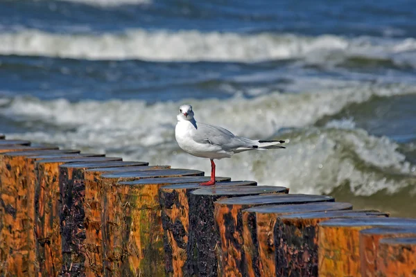 Seagull on the bulwark — Stock Photo, Image