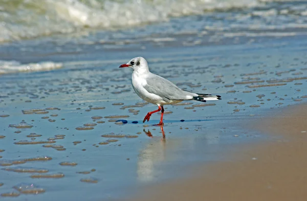 Gaviota blanca en la playa — Foto de Stock