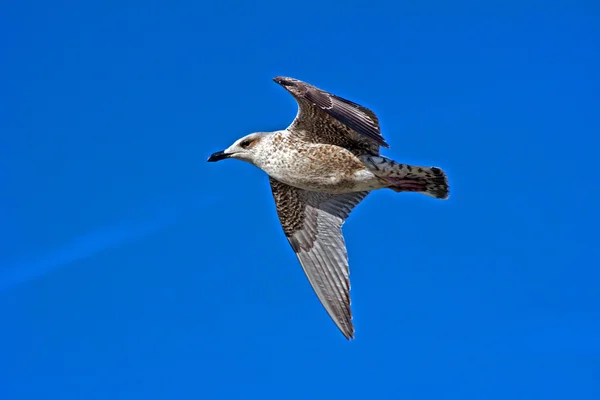 Seagull in de vlieg — Stockfoto