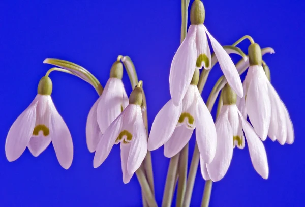 青い背景に白い一般的なスノー ドロップ花 — ストック写真
