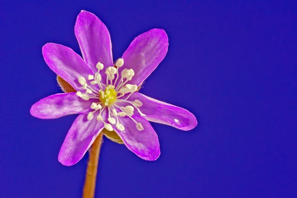 Purple liverwort flower — Stock Photo, Image