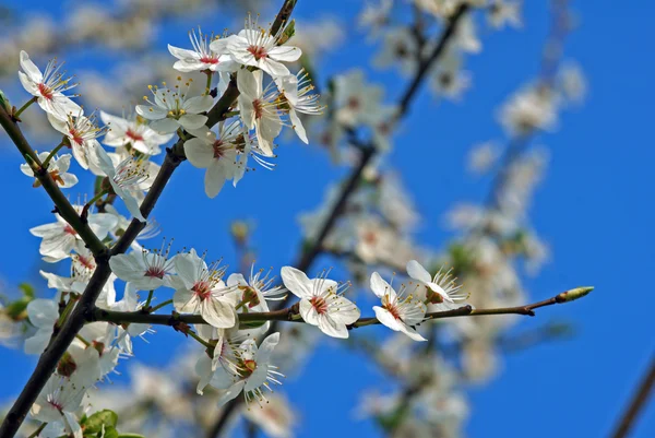 Kicsi, fehér virágok Tavaszi fa — Stock Fotó