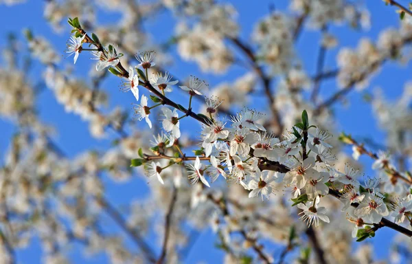 Small, white flowers on tree at spring — Stock Photo, Image